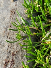 Spergularia rubra