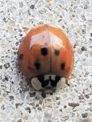 Harmonia axyridis