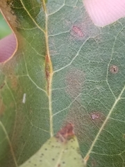 Macrodiplosis qoruca