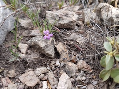 Dyschoriste decumbens