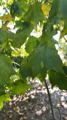 Acer nigrum