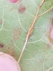 Macrodiplosis qoruca