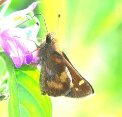 Lon melane vitellina