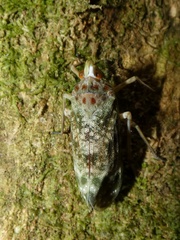 Enchophora sanguinea