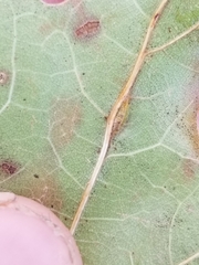 Macrodiplosis qoruca