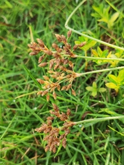 Fimbristylis dichotoma