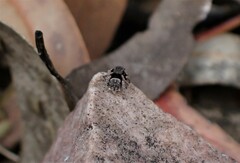 Maratus vespertilio