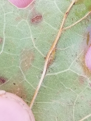 Macrodiplosis qoruca