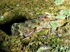 Enchophora sanguinea