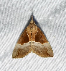Hypena bijugalis