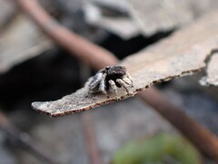 Maratus vespertilio