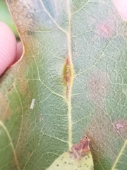 Macrodiplosis qoruca