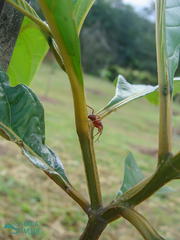 Ectatomma tuberculatum
