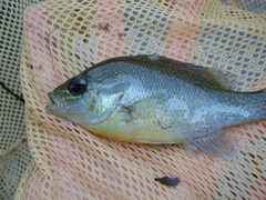 Lepomis auritus