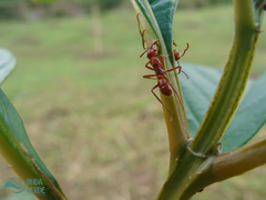 Ectatomma tuberculatum