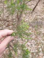 Melaleuca ericifolia