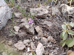 Dyschoriste decumbens