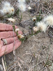 Bradburia pilosa