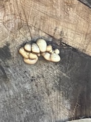 Cryptoporus volvatus