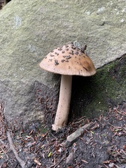 Amanita rhacopus