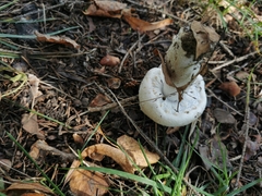 Agaricus