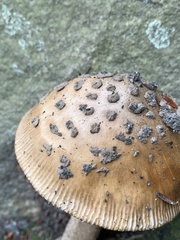 Amanita rhacopus