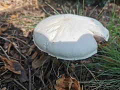 Agaricus