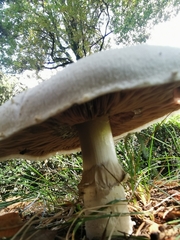 Agaricus