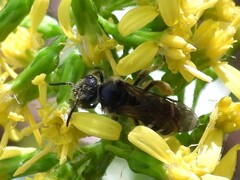 Lasioglossum
