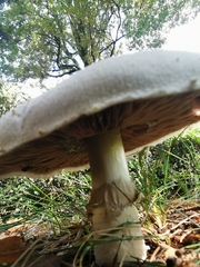 Agaricus