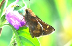 Lon melane vitellina