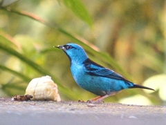 Dacnis cayana
