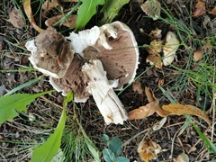 Agaricus
