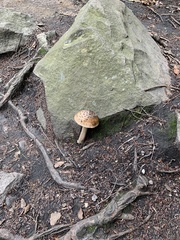 Amanita rhacopus