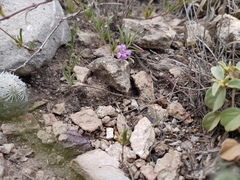 Dyschoriste decumbens