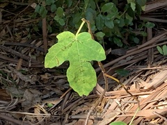 Ficus carica