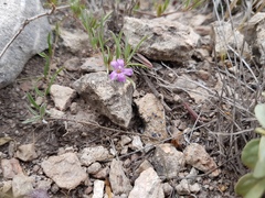 Dyschoriste decumbens