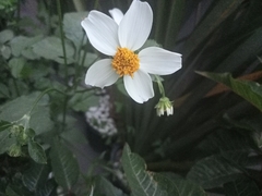 Bidens odorata