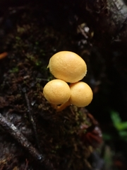 Hypholoma subviride