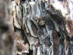 Bassaniana utahensis