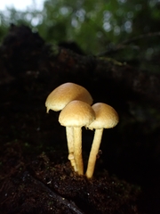 Hypholoma subviride