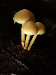 Hypholoma subviride