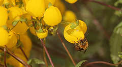 Cadeguala occidentalis