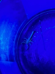 Vaejovis carolinianus