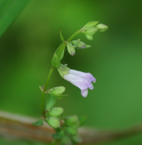 Scutellaria lateriflora var. lateriflora