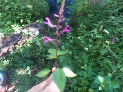 Salvia simulans