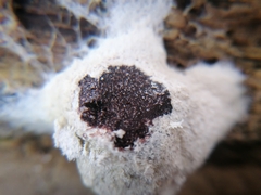 Reticularia