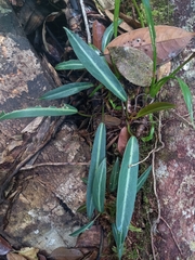 Philodendron callosum