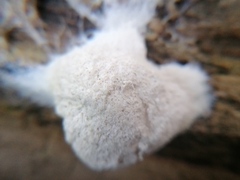 Reticularia
