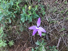 Glossodia major